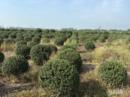 冠幅80厘米龟甲冬青球