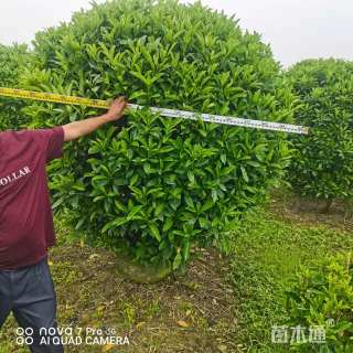 高度100厘米非洲茉莉