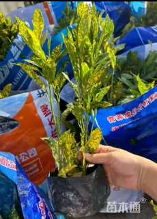 高度20厘米变叶木