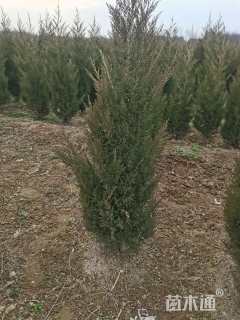 高度150厘米塔柏