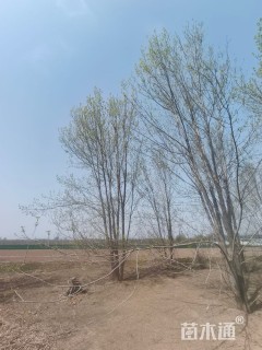 高度1000厘米丛生白蜡