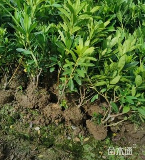 高度35厘米毛鹃