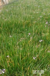 高度30厘米紫娇花