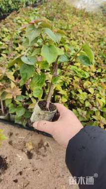 高度25厘米红花三角梅