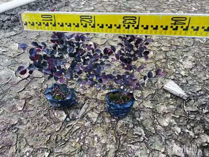 高度20厘米红花继木