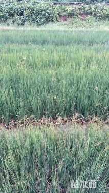 高度30厘米灯心草