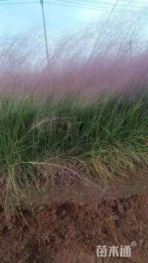 高度50厘米粉黛乱子草