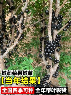 高度1700厘米嘉宝果