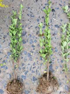 高度50厘米大叶黄杨小苗