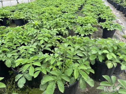 仙鹤草
