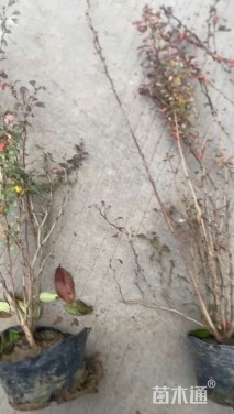 高度45厘米红叶小檗