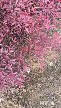 高度40厘米南天竹