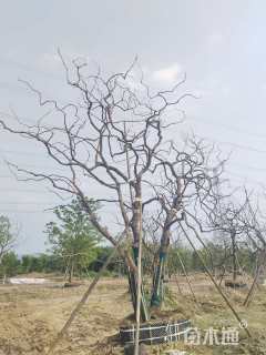 80公分丛生乌桕