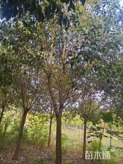 10公分大叶女贞