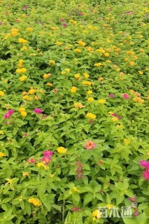 冠幅15厘米五色梅