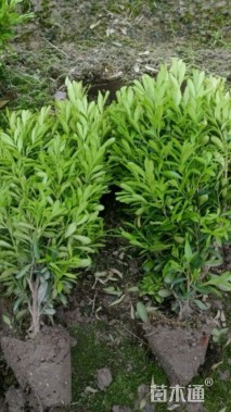 高度30厘米雀舌黄杨