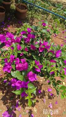 高度60厘米三角梅
