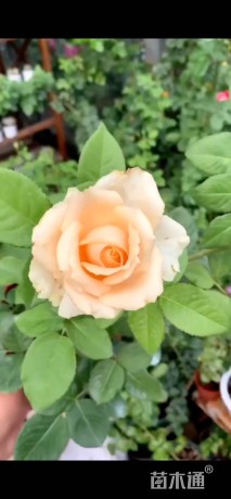 高度20厘米丰花月季