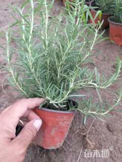 高度20厘米迷迭香