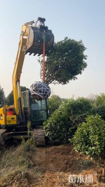 高度250厘米金桔