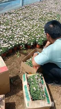 高度20厘米玛格丽特花