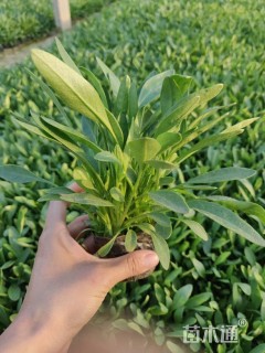 高度15厘米金鸡菊