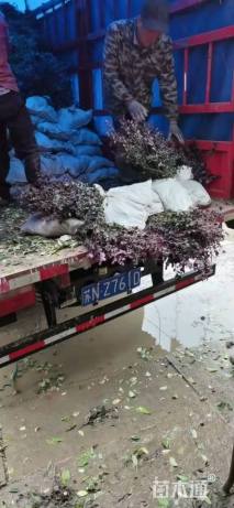 高度40厘米红花继木