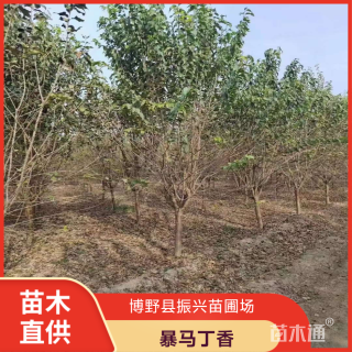 8公分暴马丁香