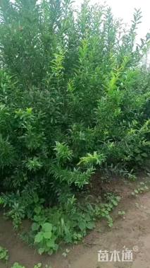 高度180厘米果石榴