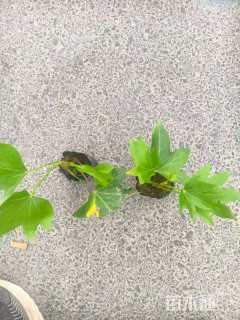 高度20厘米熊掌木小苗