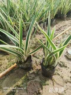 高度25厘米山菅兰