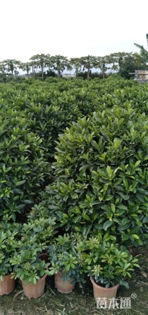 非洲茉莉