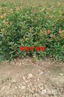 冠幅10厘米红叶石楠球