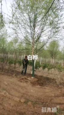 12公分白桦