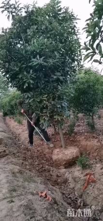 高度300厘米中华石楠