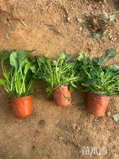 高度20厘米大滨菊