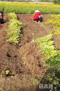 高度45厘米金叶女贞