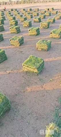 草卷状四季青草坪