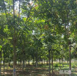 7公分栾树