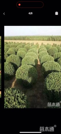 高度100厘米桧柏