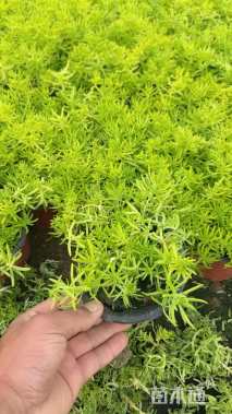 高度10厘米佛甲草