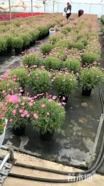 高度20厘米玛格丽特花