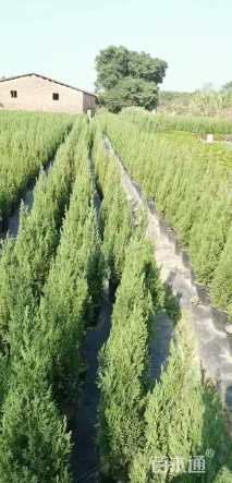 高度60厘米塔柏