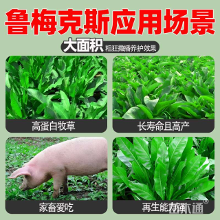 高度15厘米鲁梅克斯