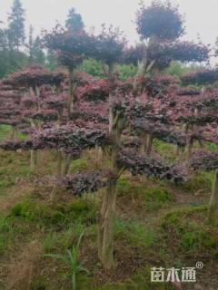 10公分造型红花继木桩