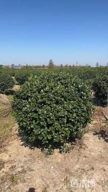 冠幅150厘米无刺枸骨球