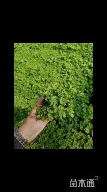 高度10厘米五叶委陵菜