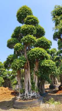 100公分造型小叶榕