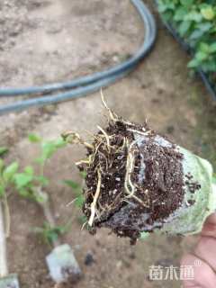 高度40厘米三角梅