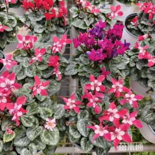 高度25厘米仙客来